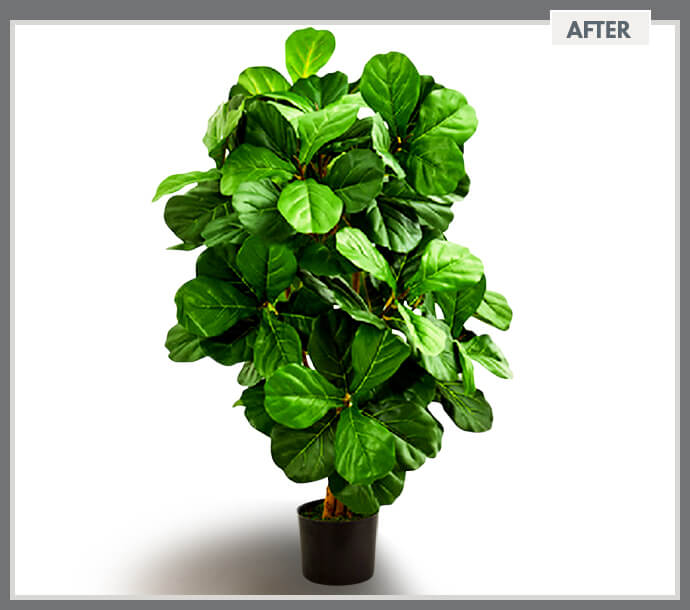 Artificial Fiddle Leaf Plants Clipping